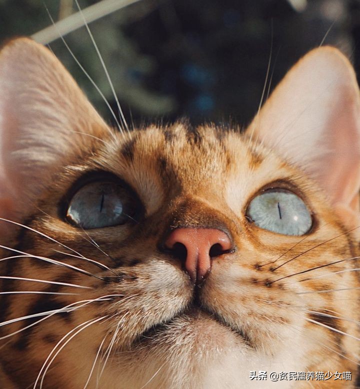 想养豹猫但咬人怎么办,想养孟加拉豹猫