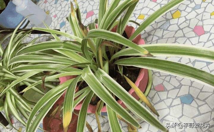 吊兰绿萝浇水的正确方法,吊兰绿萝黄叶怎么补救