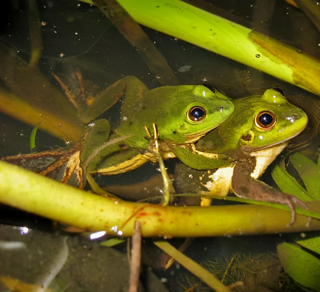 蝌蚪发育成婴儿的全过程,小蝌蚪是怎么形成的你知道吗