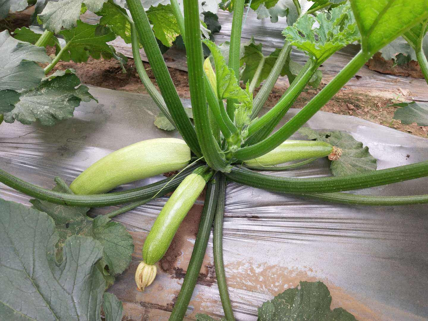 西葫芦要防治什么病,冬季露天西葫芦病虫害防治办法