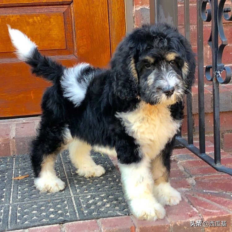 常见的串串狗都是什么品种,不建议养的10种狗串串犬