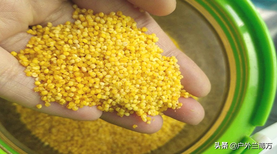 鸡肝钓鲫鱼视频,鸡肝钓鲤鱼效果怎么样