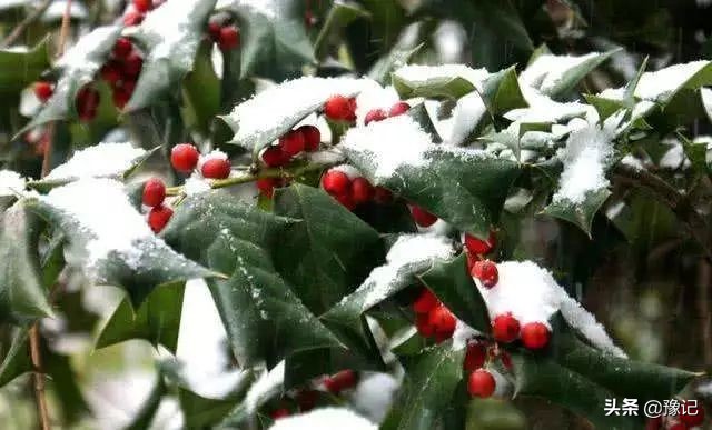 植物大战僵尸守护神器,植物大战僵尸里防盗贼的植物