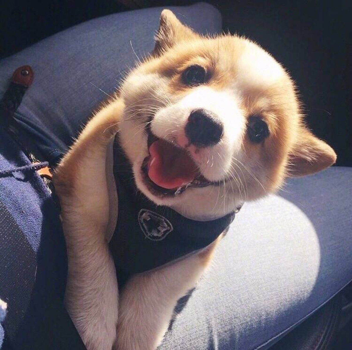 你了解小短腿柯基吗？很多人都对柯基有误解，你可能也中招了