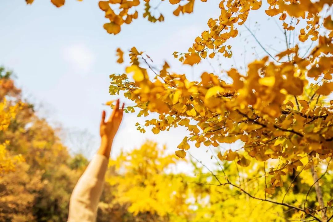 秋天十大绝美诗词名句,关于秋天的100句绝美诗词