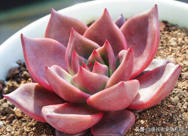 多肉黑王子哪个品种好,多肉黑王子该怎么养呢