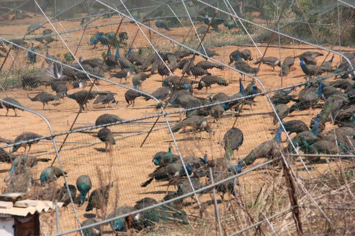 禁养犬种何去何从,禁养才是正道吗