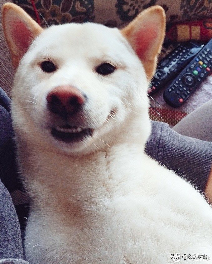 柴犬狗粮推荐掉毛多,柴犬狗粮推荐长肉