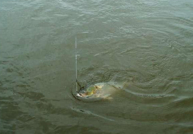 手竿钓大头鱼的最佳方法,手竿钓大头鱼的鱼饵料什么最好