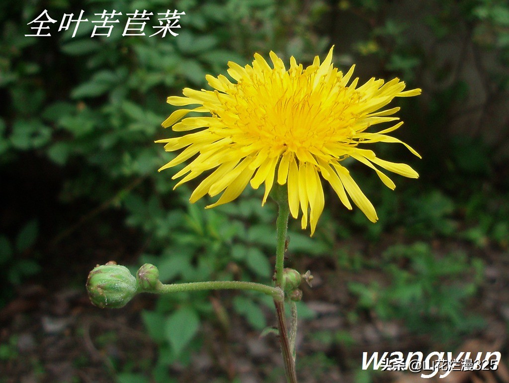 野生菊苣的辨认与图片,野菜苦菜识别方法