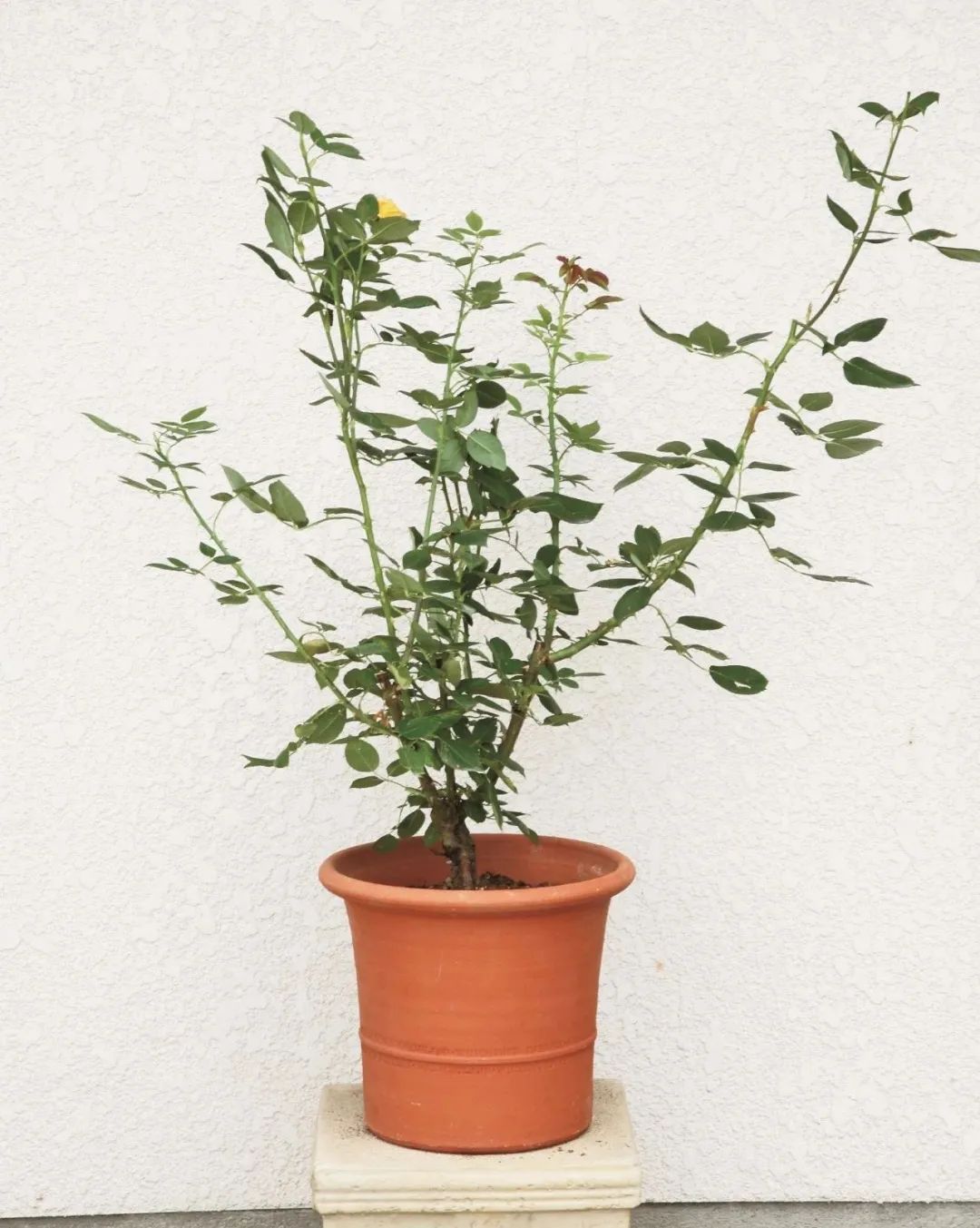 夏季月季怎么施肥,月季夏季要遮阳吗