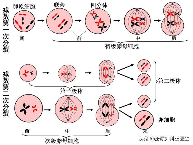 男性一生只能产生多少精子,男性一辈子精子只有4000毫升