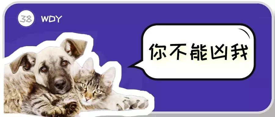 被猫咪抓伤多久之内打狂犬疫苗,被猫咪抓伤到底要不要打狂犬疫苗