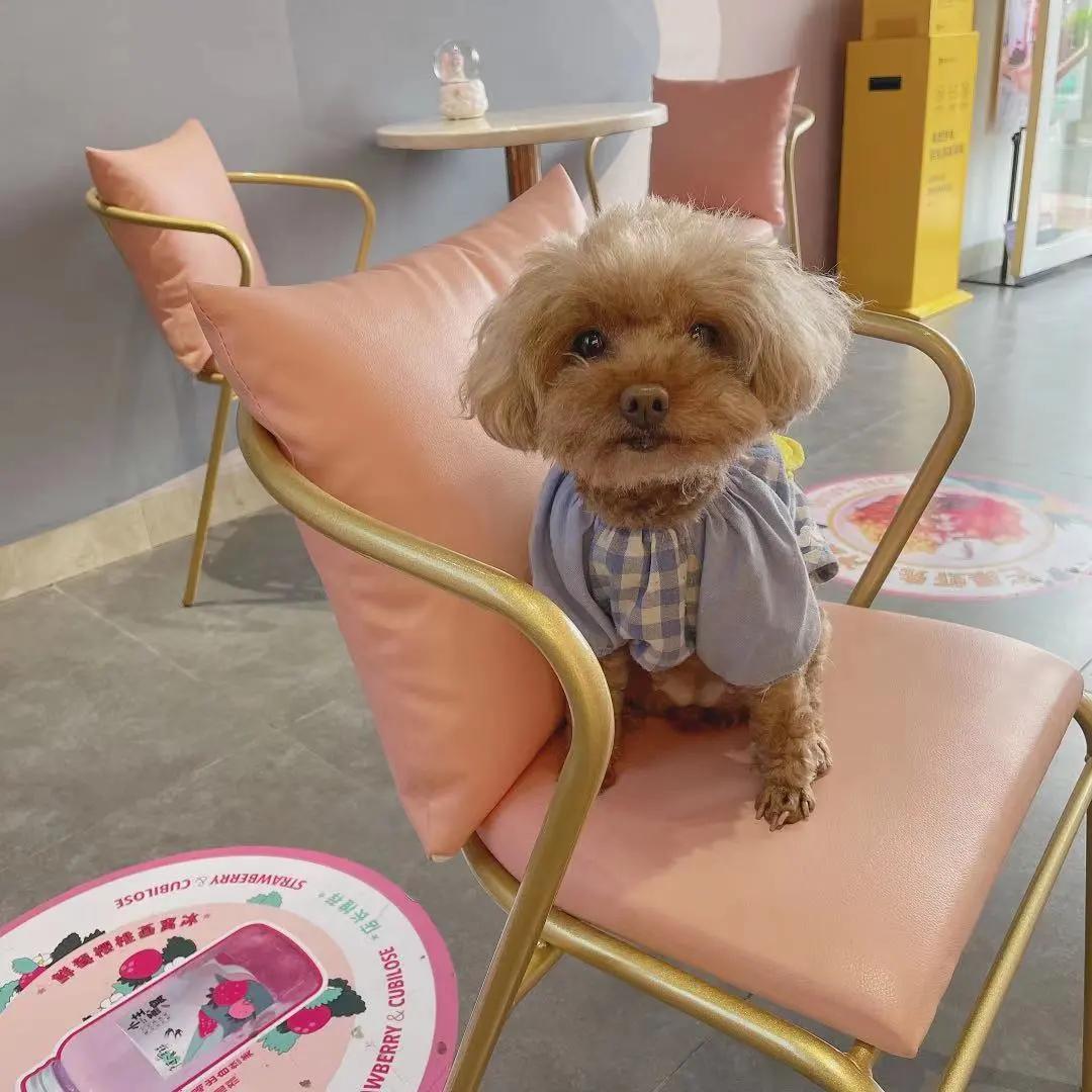 男生猛犬穿女装,男生细狗穿女装