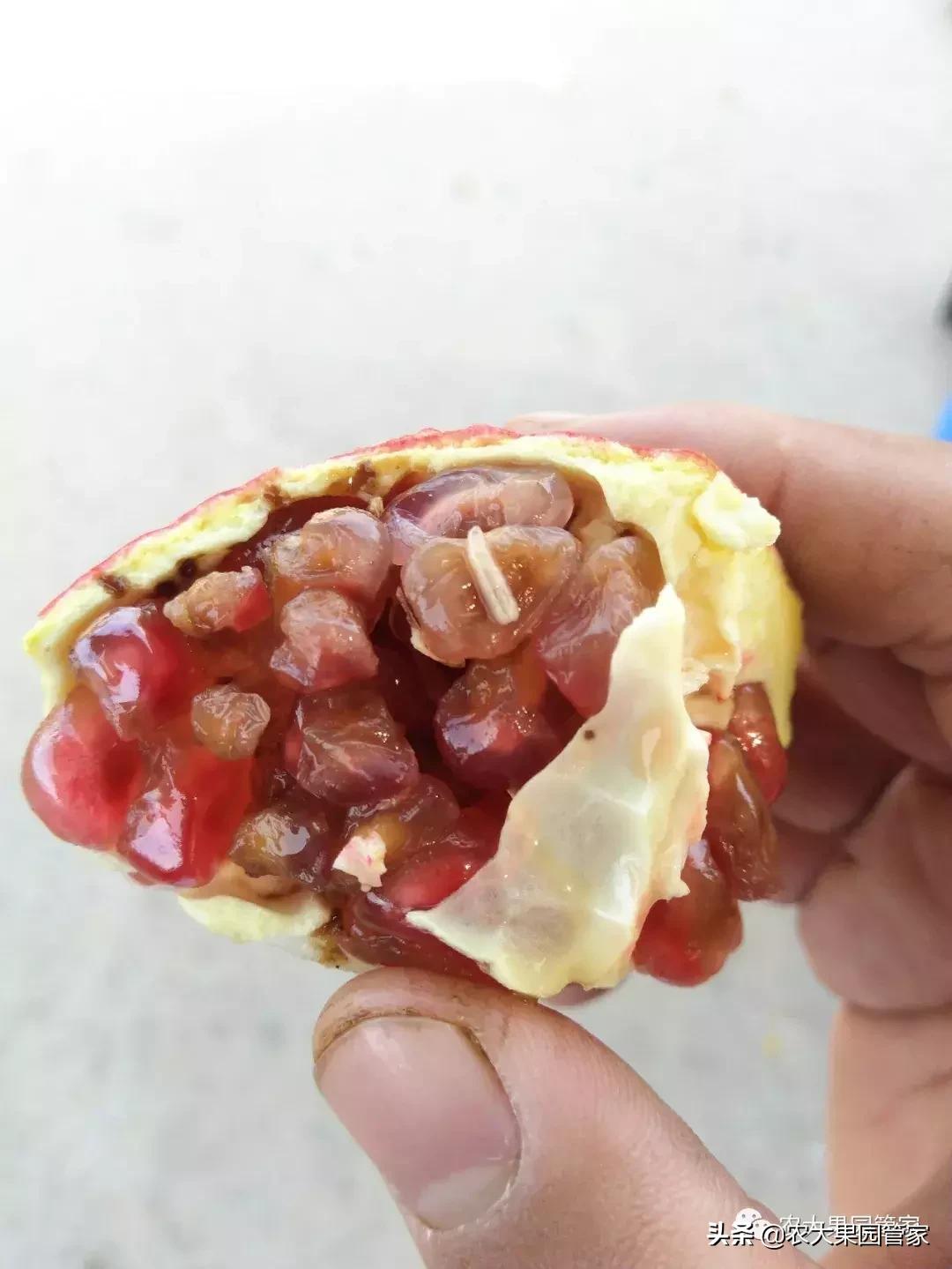 果实蝇危害柑橘的防治方法,果实蝇的危害到几月份