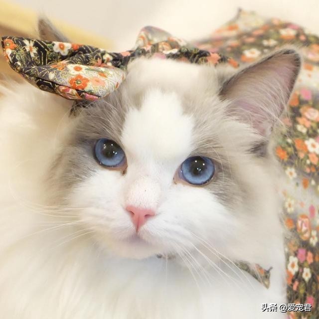 比较忙没有时间陪猫咪,经常上班没空陪猫咪可以吗