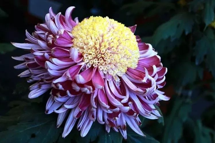 花中四君子菊花国画用笔,花中四君子菊花高清图片