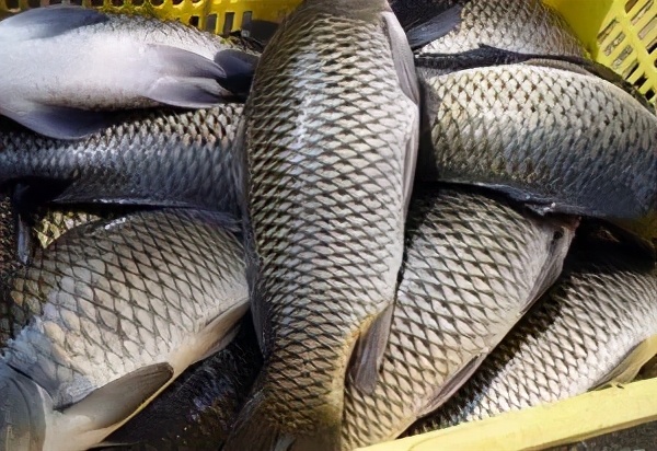 高温死鱼的预防措施,高温死鱼怎么防治