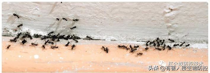 蚂蚁进屋怎么驱赶,蚂蚁进家了用什么能赶走