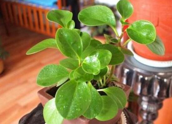 碧玉叶子发黄怎么办,碧玉叶子枯萎怎么处理