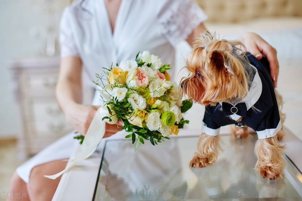 约克夏有没有繁育价值,3分钟热度的人适合养约克夏吗