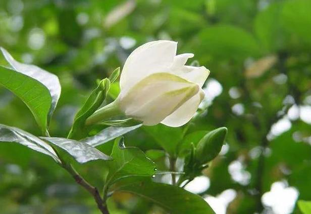 安徽庐江黄道中学张林俊：《乐仙集》诗词歌赋之七