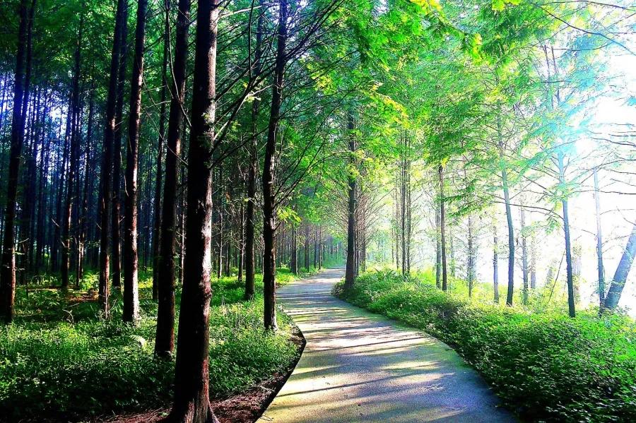 青城山熊猫谷都江堰一日游攻略,熊猫谷青城山都江堰一日游攻略