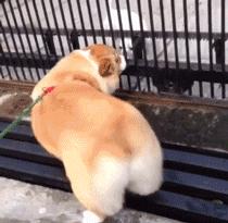 婆婆说屁股大好生养,屁股大好生养没科学道理吗