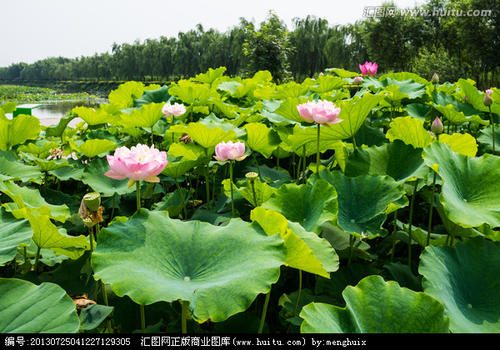 故事：邢东原创故事2：《荷仙》（发表于《民间故事选刊》2020年3月上）