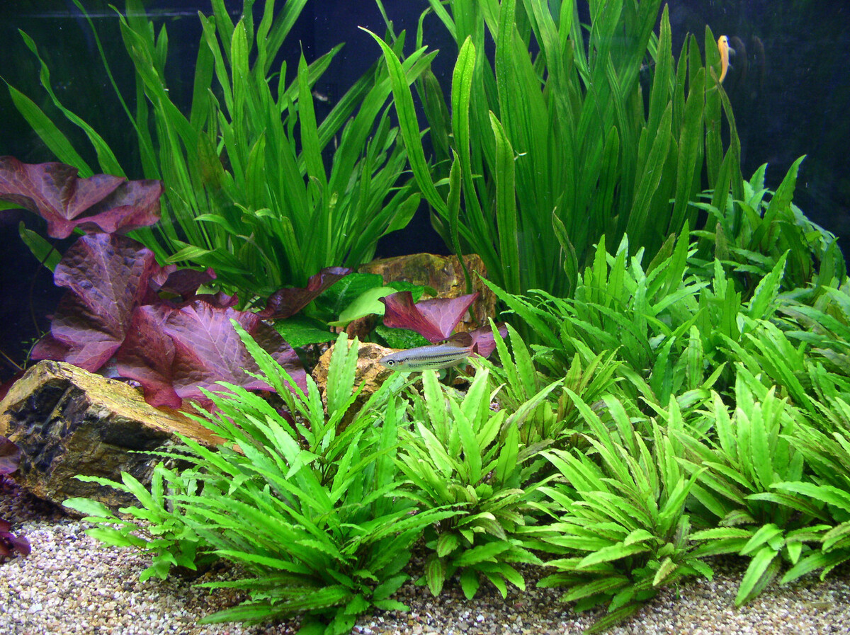 鱼缸养水草的主要作用是什么,适合鱼缸养的水草有哪些