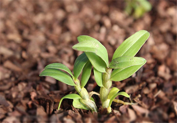 铁皮石斛怎么种是最标准的,铁皮石斛怎么种的最好
