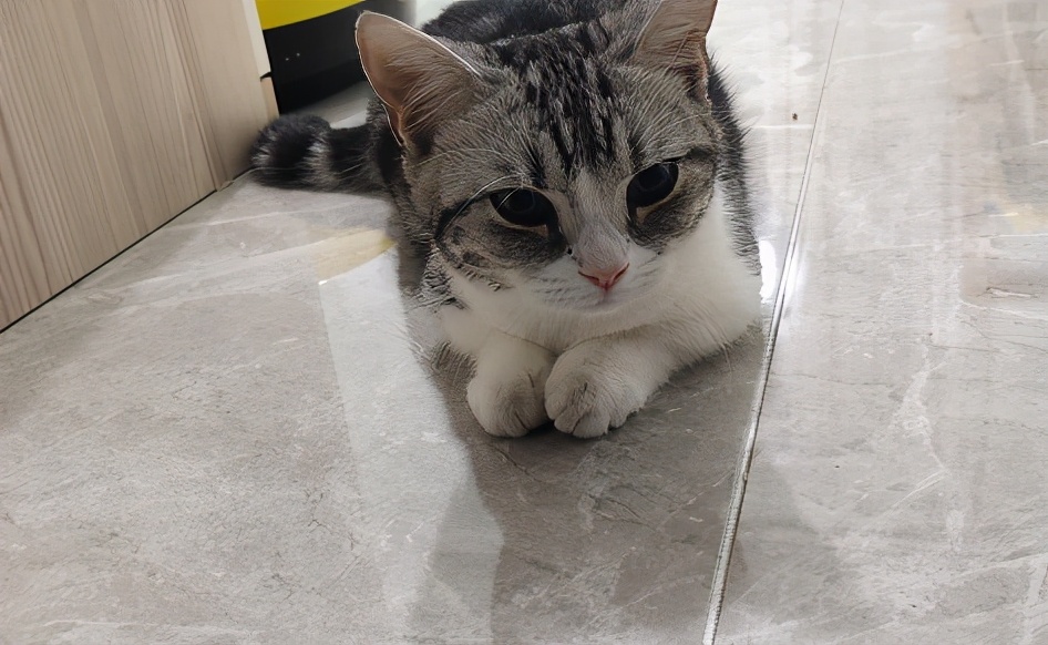 团子猫传腹治好了吗,团子的猫传腹