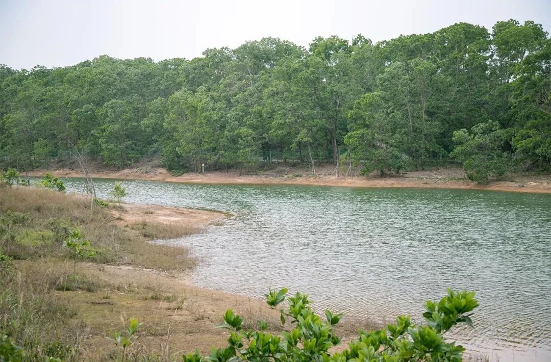 深圳周末带孩子免费游玩好去处,2021深圳免费适合遛娃玩地方排名