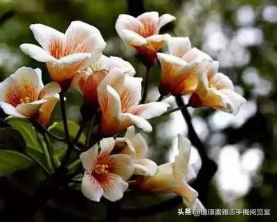 各种花的花语文案,花的花语100种