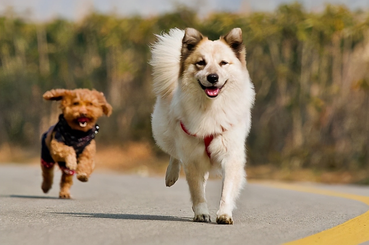 养狗老死什么预兆,家里养狗老死有什么说法