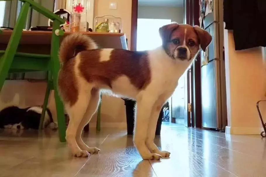 给它们一个家|线上宠物领养日,201903101