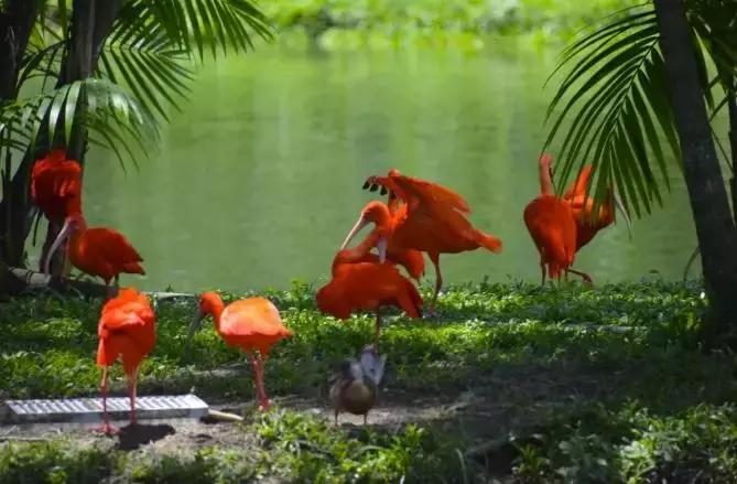 巴西之旅,巴西里约热内卢一日游攻略