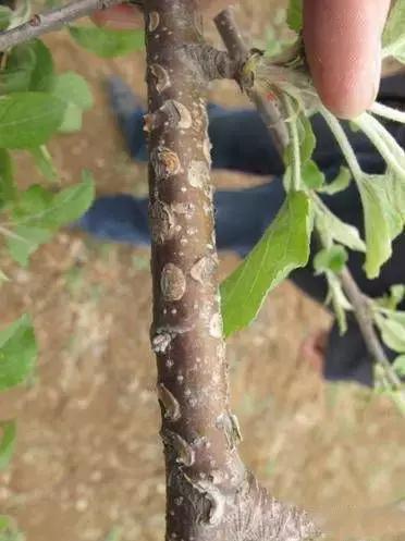 果树清园到底用什么药最好,冬季蜜柚清园管理要点