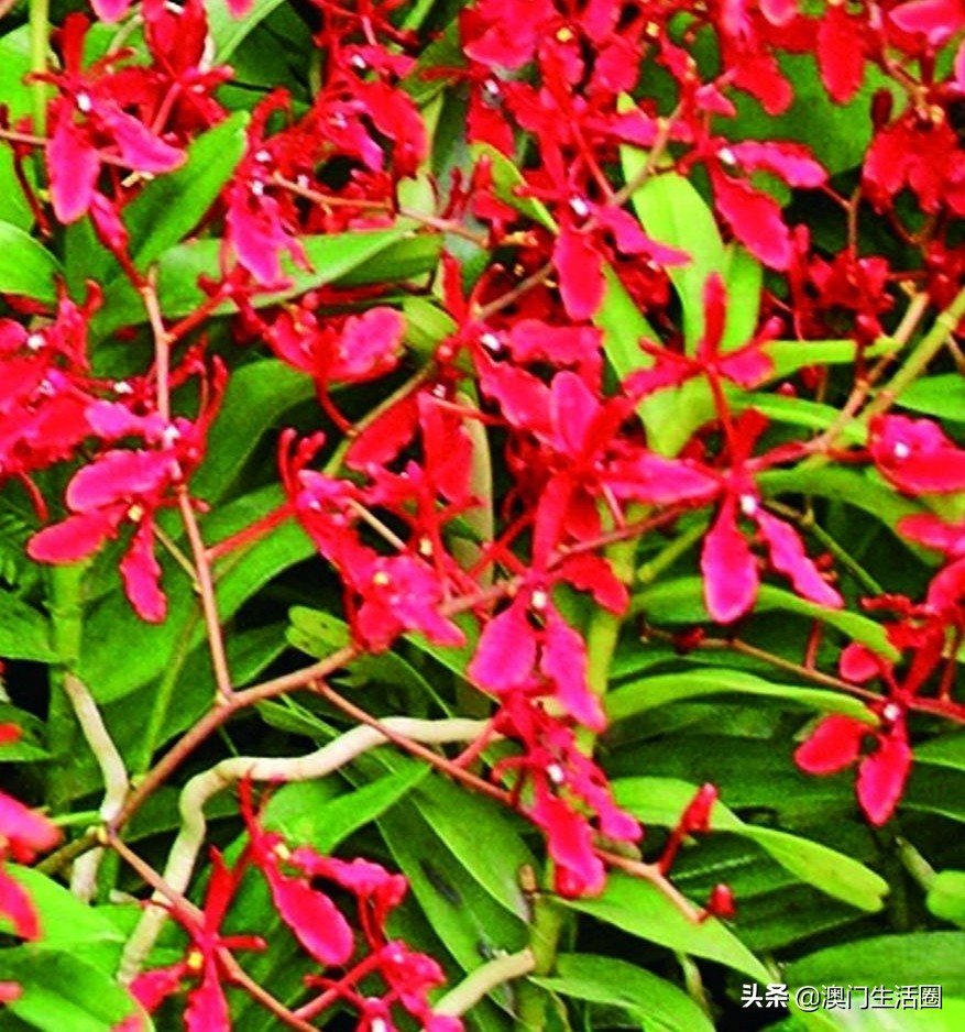 海关禁止带什么,澳门海关入境携带物品最新政策