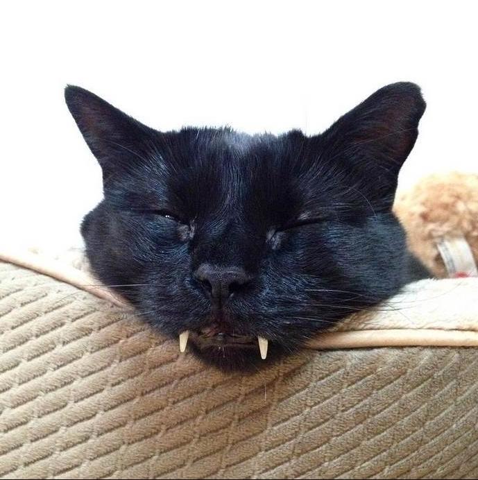 网友捡到一只独特的猫,网友捡到一只猫越长越大是什么猫