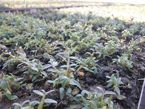 石斛兰黄叶烂根怎么拯救,石斛烂根