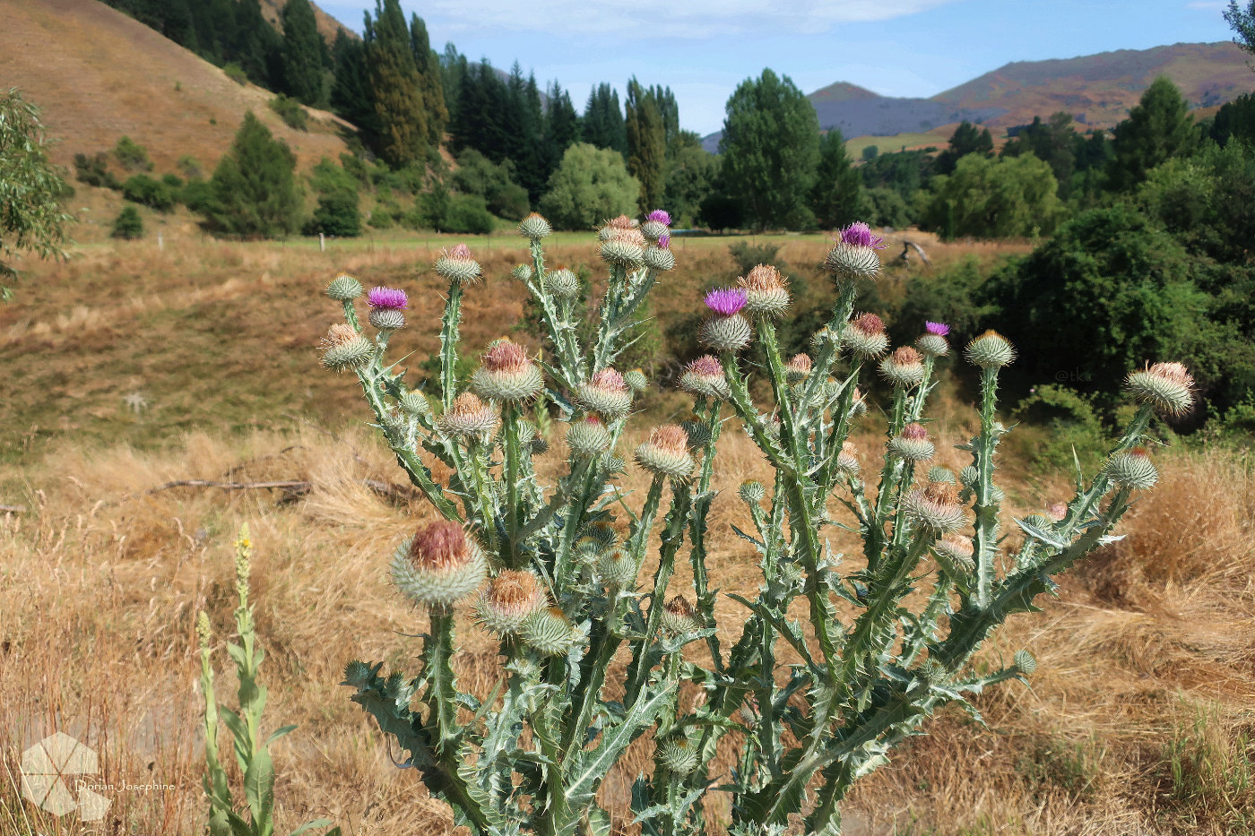 新西兰南岛一日游,新西兰南岛旅游地图