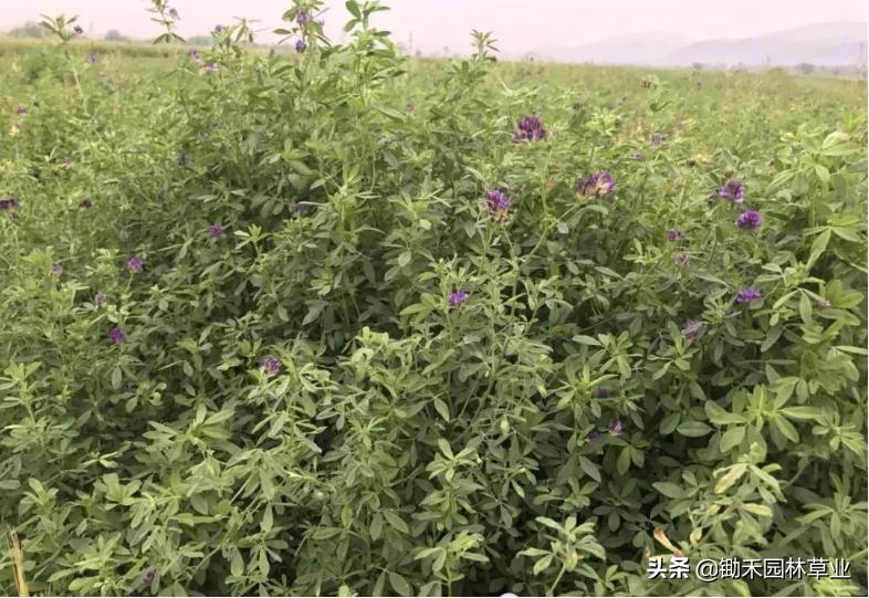 适合盐碱地的植物有哪些,绿化草耐旱品种