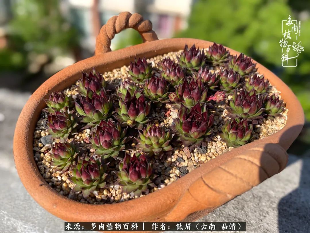 怎么在多肉植物百科投稿,怎样向多肉植物百科投稿