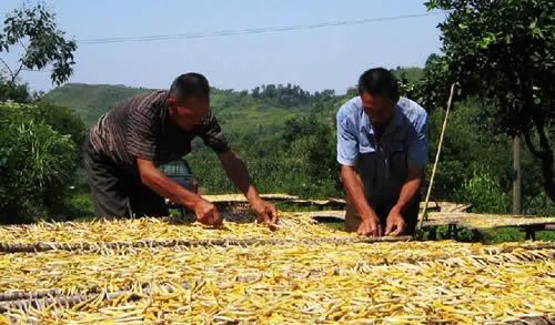 来凤鱼璧山兔蔡家店,来凤鱼璧山兔正宗做法