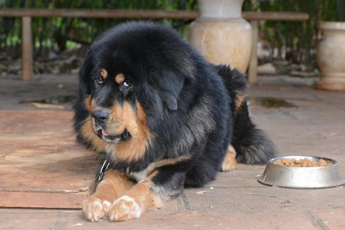 猫导致婴儿窒息,宠物猫致病