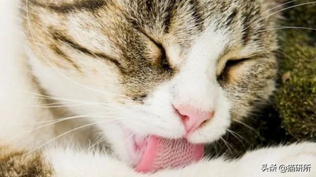 猫咪舌头上的“倒刺”其实是吸管？