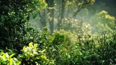 普洱茶藤条分布在哪里,普洱茶的茶山分布之四大茶区