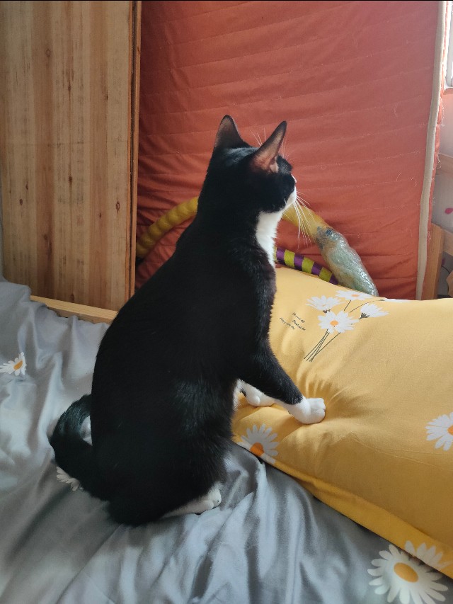 猫咪生病了不吃猫粮但是吃营养膏,猫咪生病怎么治疗最好