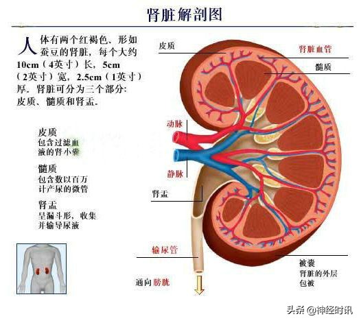 肾脏输尿管膀胱前列腺结构,肾输尿管膀胱解剖示意图